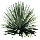 sm_agave_2