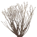 sm_des_bush1