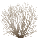 sm_des_bush3