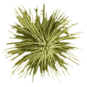 sm_josh_leaf
