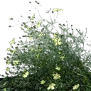 starflower4