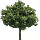 newtreed256