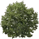 newtreeleaves128