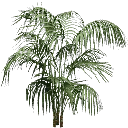 planta256