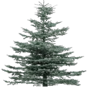 tree19mi