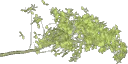 oakleaf2