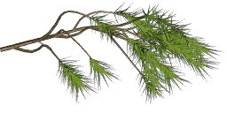 pinebranch2