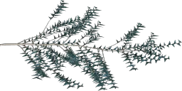 spruce1