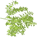 berrybush1