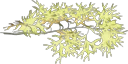 cedar1