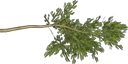 cypress1