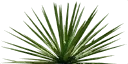 sm_agave_1