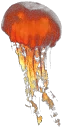 jellyb2