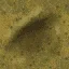 yellowrust2_64