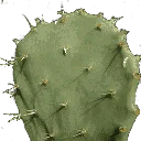 cactusl