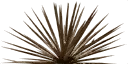dead_agave