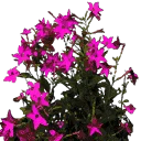 bevflower2