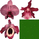 hot_flowers2