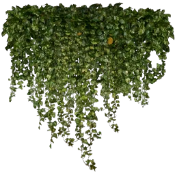 kb_ivy2_256