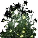 starflower4