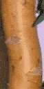 strip_plantbark