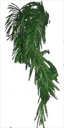 strip_plant