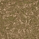 forestfloor3