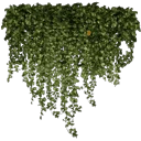 kb_ivy2_256
