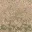 des_scrub1_dirt1