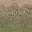 des_dirt2gygrasslod