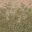 des_grass2dirt1lod