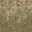 des_grass2scrublod