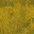 lod_yellowscum