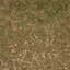 forestfloor3_forest