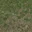 grass10_stones256
