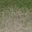 grass10des_dirt2