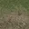 grass10dirt
