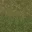 grass10forest