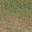 grasstype4_staw
