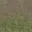 grasstype4blndtodirt