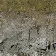 rocktq128_forestblend