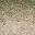 sw_sandgrass4