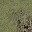 sfncn_rockgrass3