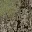 sfncn_rockgrass4
