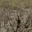 grassbrn2rockbrn_lod