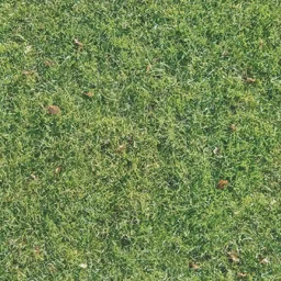 grasslong256
