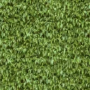 hedge1