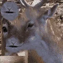 mpcj_deer1