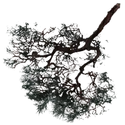 sm_redwood_branch