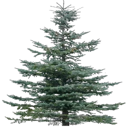 tree19mi